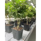 Pots carr&eacute;s anti-chignon