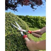 Cisaille &agrave; buis