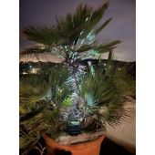 Spot solaire orientable