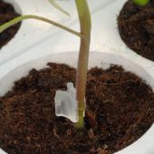 Clips de greffage en &eacute;lastom&egrave;re