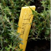 Crayon graphite sp&eacute;cial &eacute;tiquettes bois