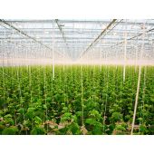 Ficelle compostable de tuteurage en cellulose